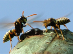 Конкурс рассказов-наблюдений и фотографий «Мир насекомых»